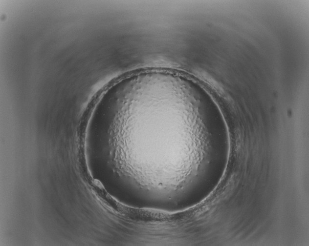 X0000062141264200512161208