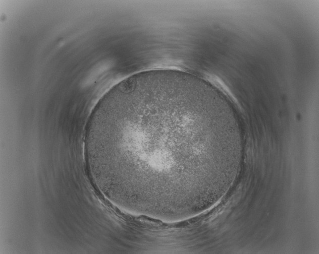 X0000062141268200512161208