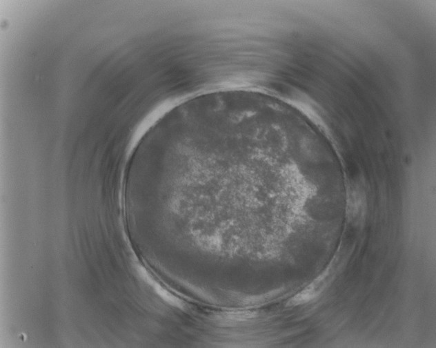 X0000062141294200512161208