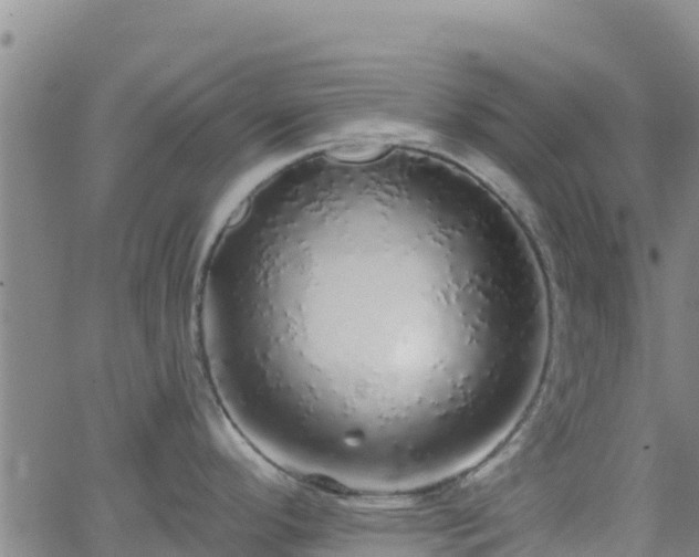 X0000062141296200512161208