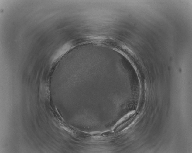 X0000062141354200512161207