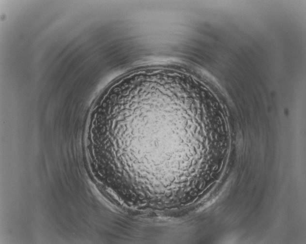 X0000062141417200512161206