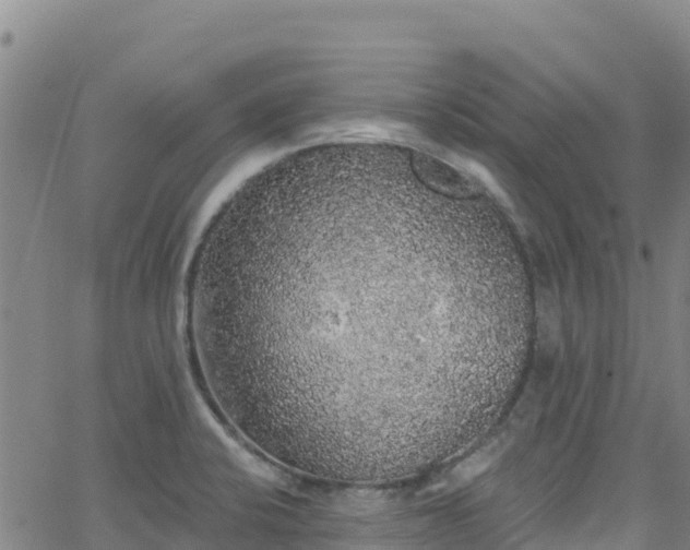 X0000062141424200512161206