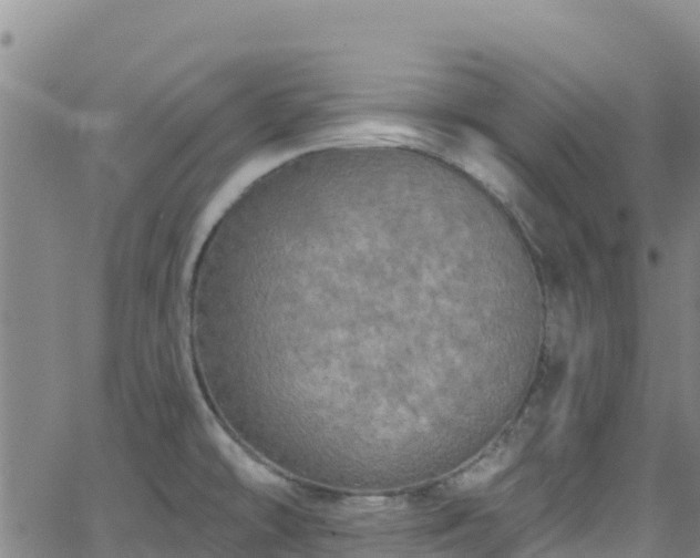 X0000062141478200512161205