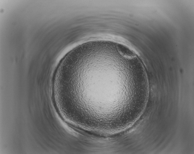 X0000062141523200512161204