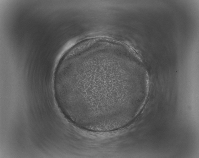 X0000062140006200512231517