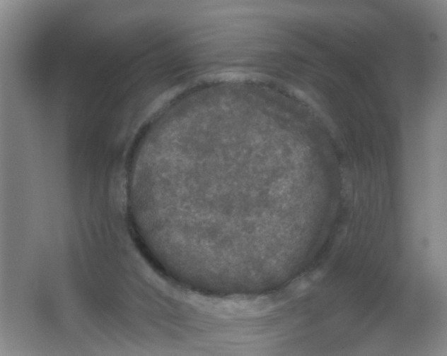 X0000062140016200512231517