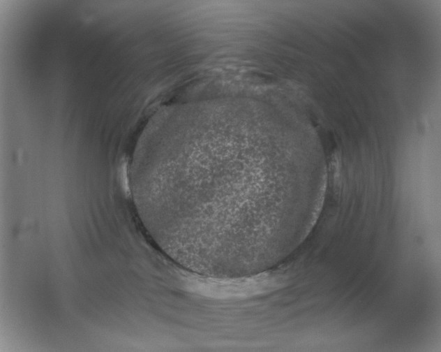 X0000062140042200512231517