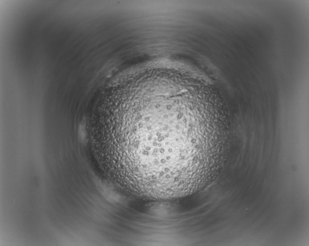 X0000062140074200512231516