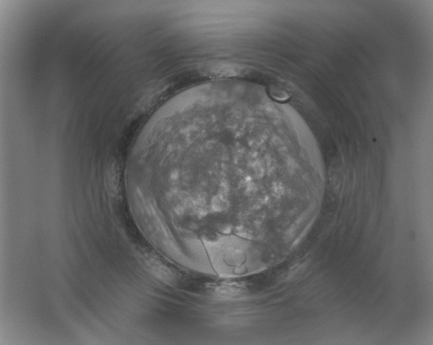 X0000062140359200512231511