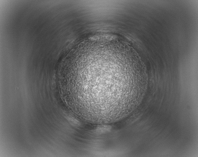 X0000062140369200512231511