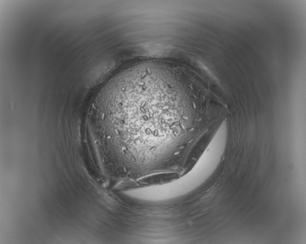 X0000062140685200512231505