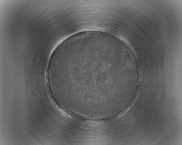 X0000062140928200512231501