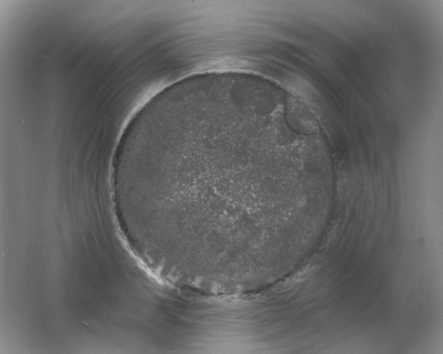 X0000062140990200512231500