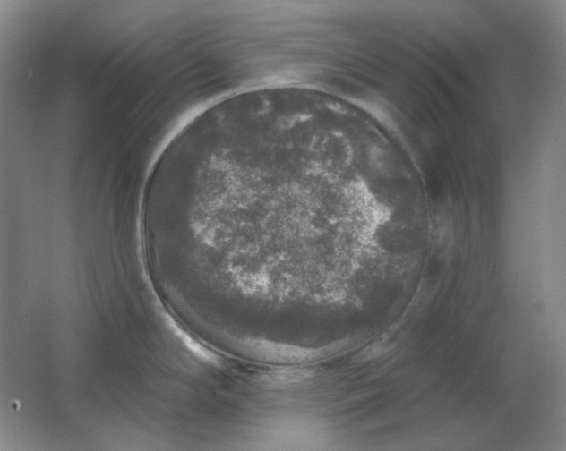 X0000062141294200512231455