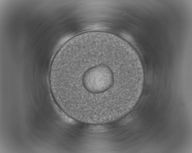 X0000062141338200512231455