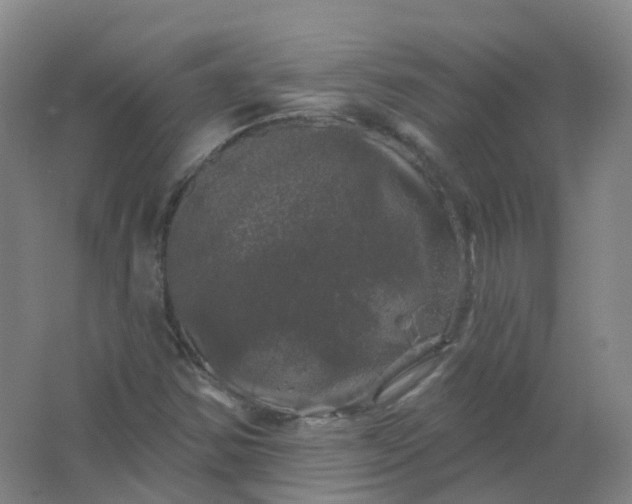 X0000062141354200512231454