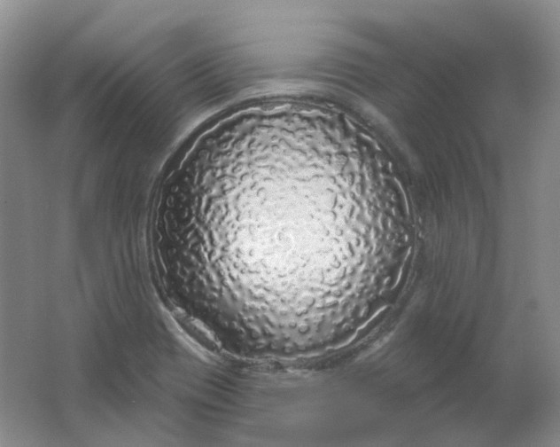 X0000062141417200512231453