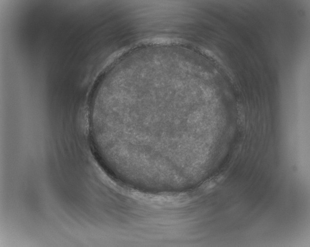 X0000062140016200512301539