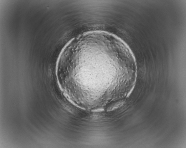 X0000062140662200512301529