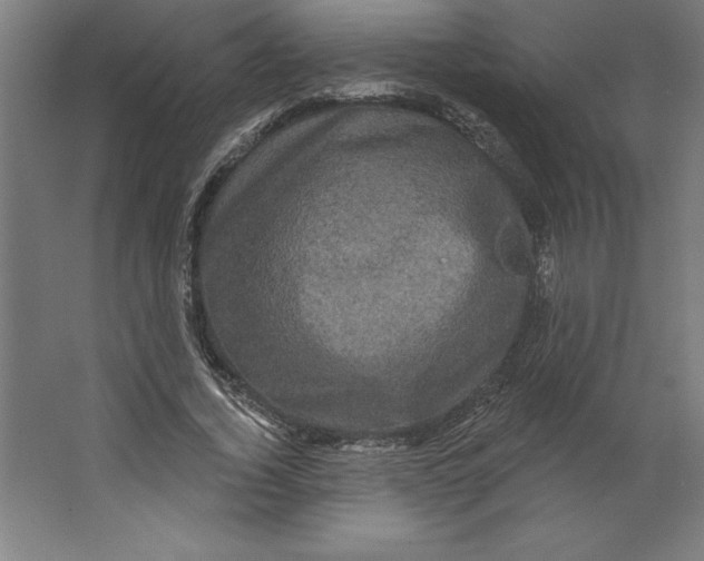 X0000062140732200512301527