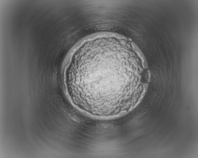 X0000062140745200512301527