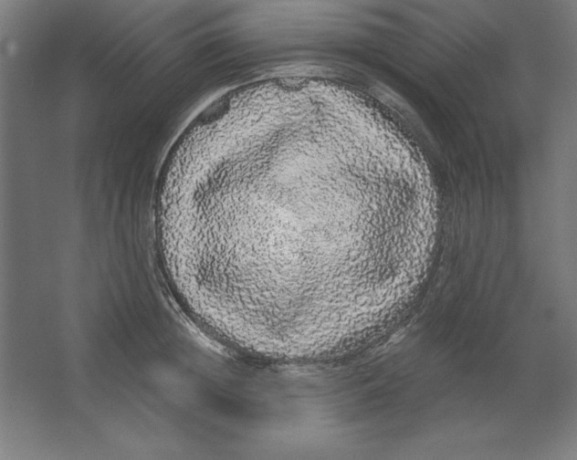 X0000062140852200512301525