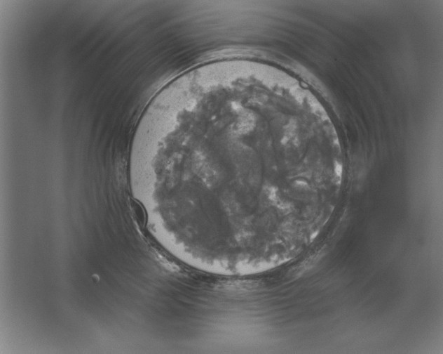 X0000062140953200512301524