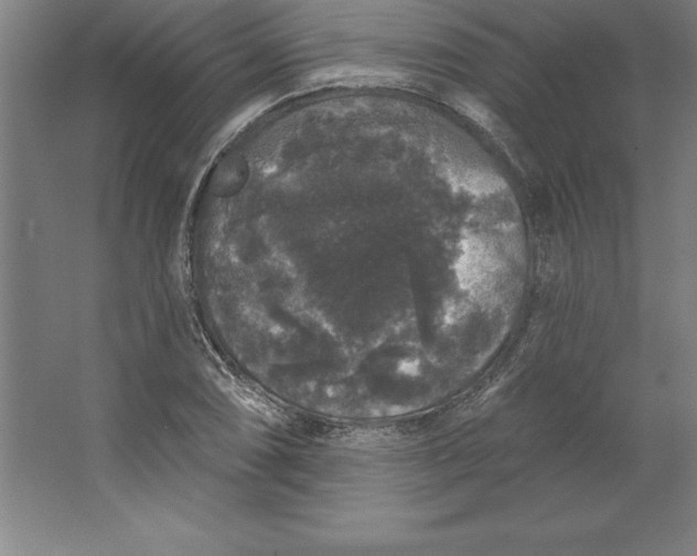 X0000062141074200512301521