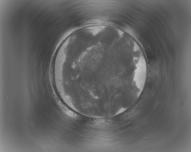 X0000062141098200512301521