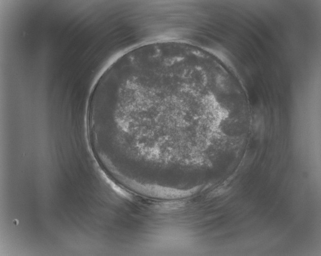 X0000062141294200512301517