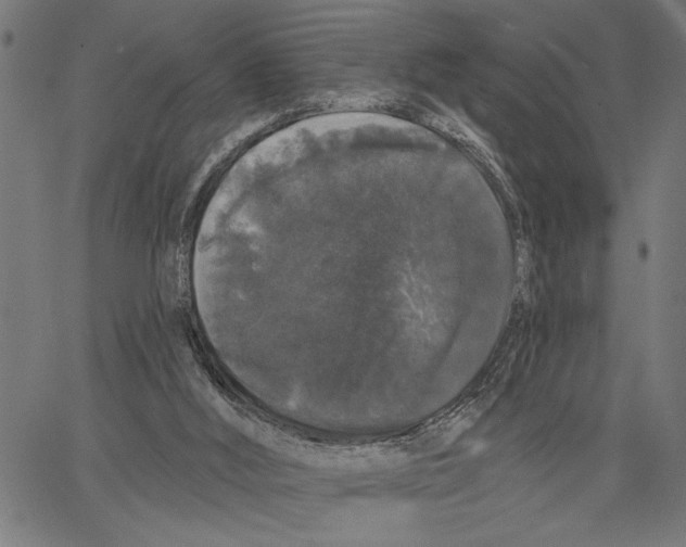 X0000062140012200601060935