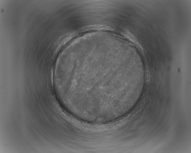 X0000062140014200601060935