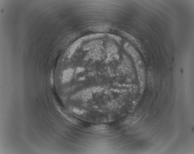 X0000062140069200601060934