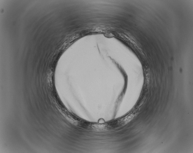 X0000062140265200601060931