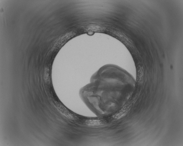 X0000062140361200601060929