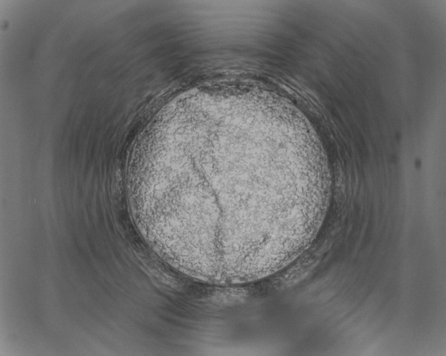 X0000062140369200601060929