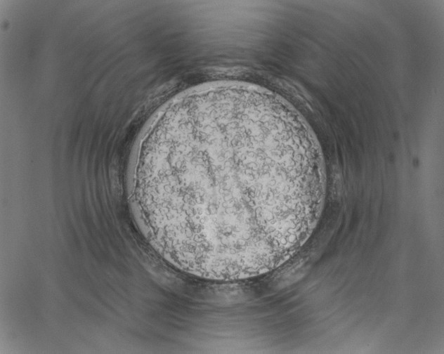 X0000062140377200601060929