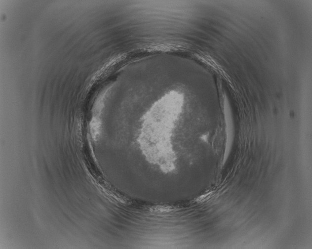 X0000062140444200601060927