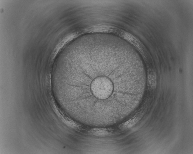 X0000062140534200601060925