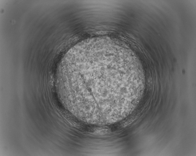 X0000062140555200601060926