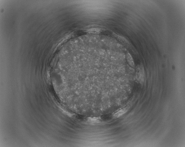 X0000062140573200601060926