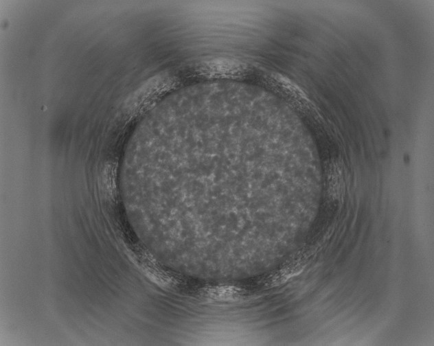 X0000062140695200601060923