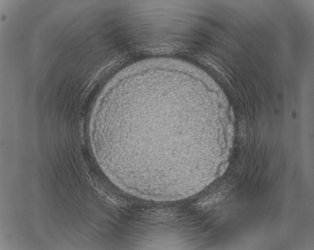 X0000062140733200601060922