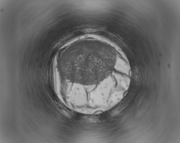 X0000062140763200601060923