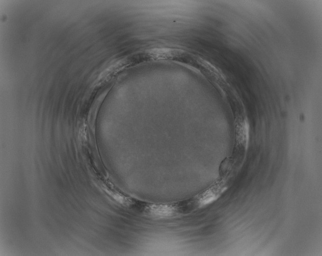 X0000062140766200601060923