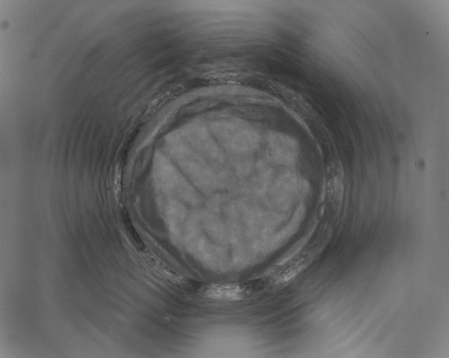 X0000062140767200601060923