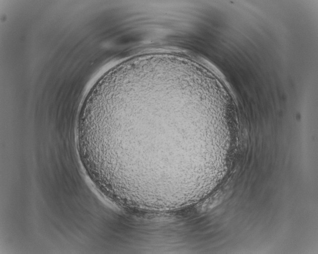 X0000062140811200601060921