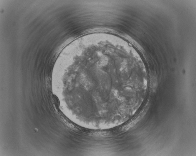 X0000062140953200601060920