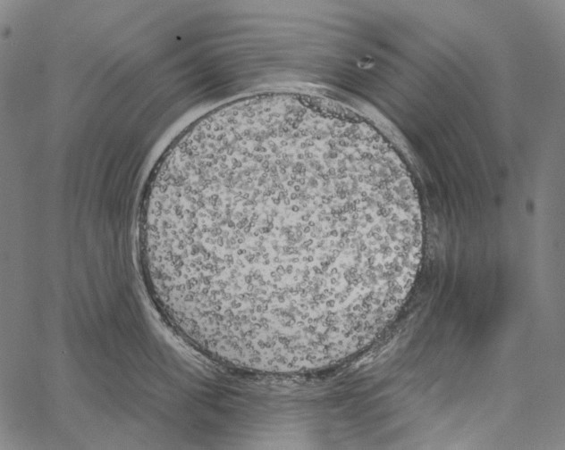 X0000062140955200601060920